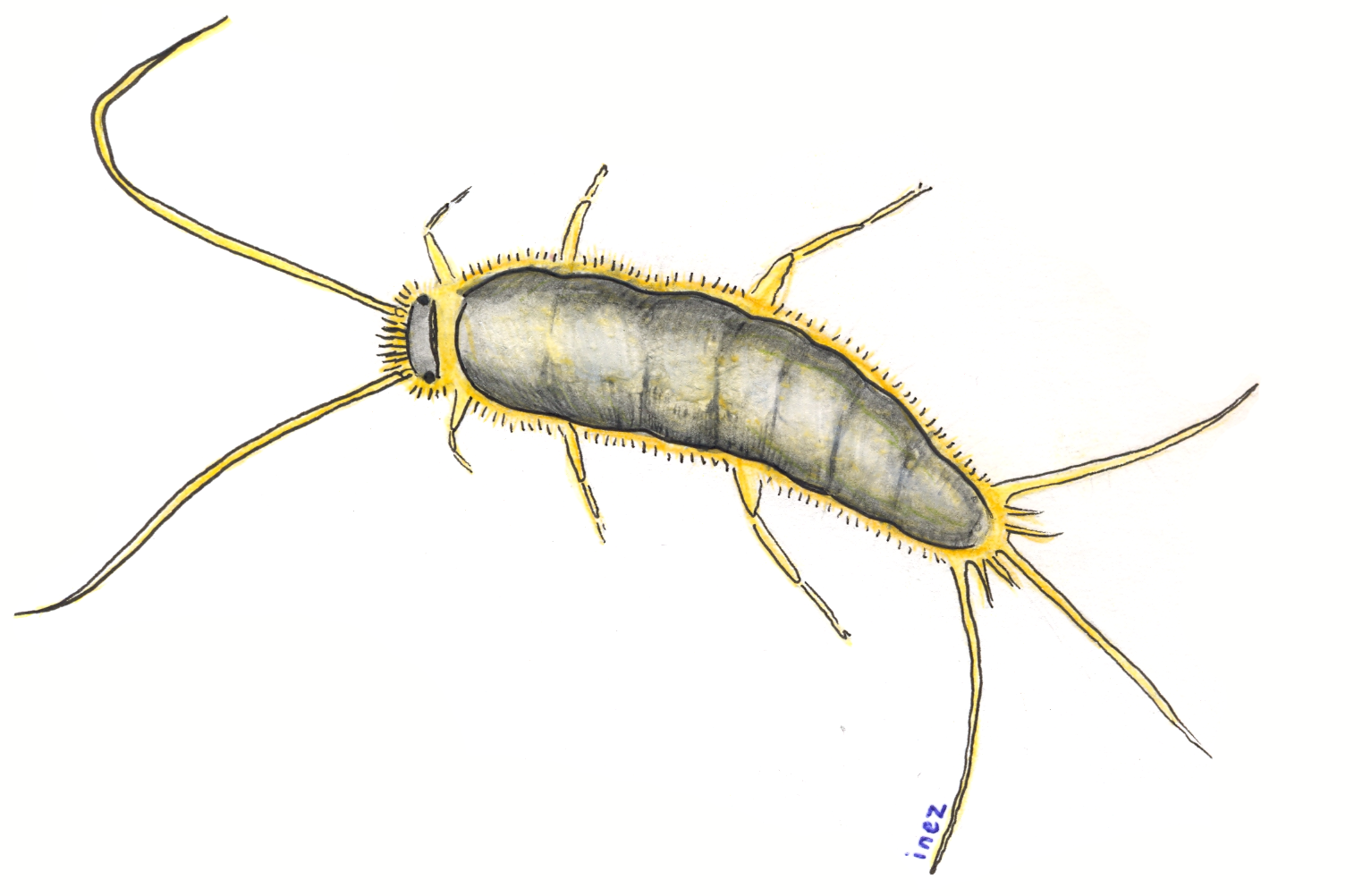 How to handle silverfish this summer – Martlet