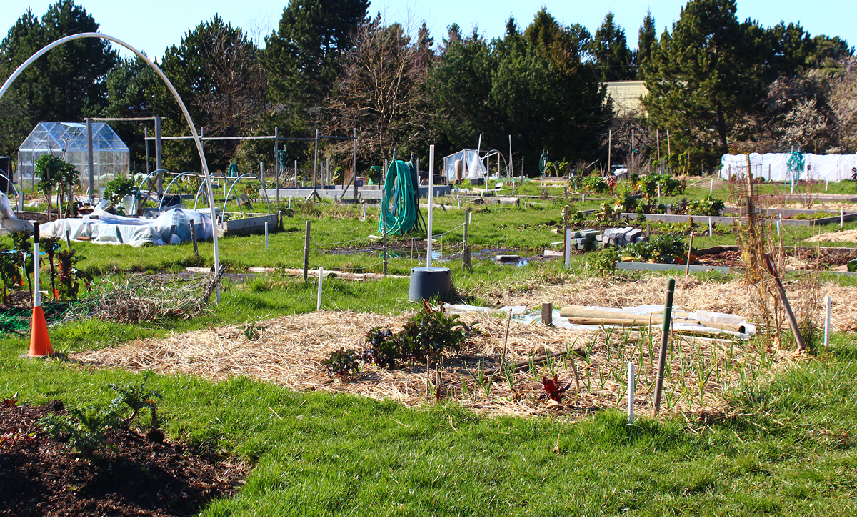 Campus Community Garden plots food security