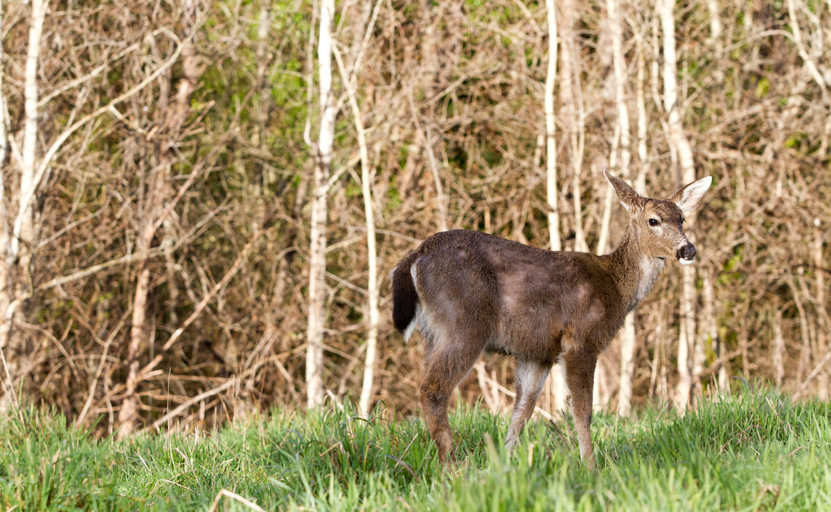 Deer cull planned for Oak Bay