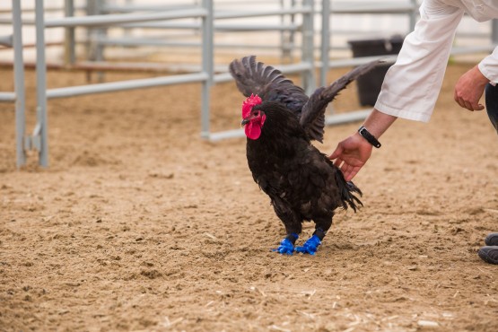 A rooster who lost his feet to frostbite wears prosthetic legs created on 3D printer and designed by Schulich School of Engineering student Doug Kondro. Kondro worked with Daniel Pang, a professor in the Faculty of Veterinary Medicine, on the project. Also photographed is second-year Veterinary Medicine student Erin Denny. Photo by Riley Brandt (University of Calgary)