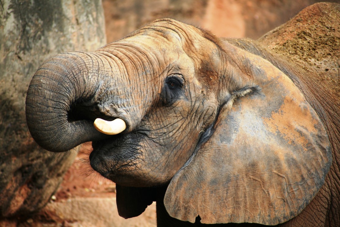 A happy elephant. Photo via Pexels
