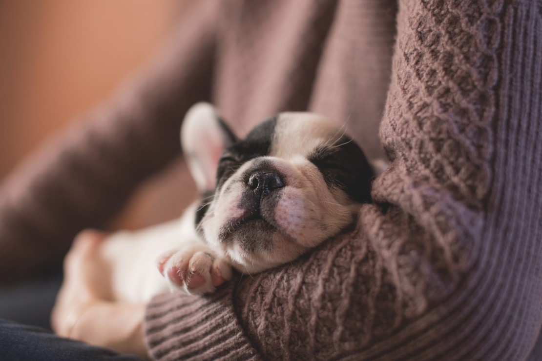 We can't guarantee any actual puppies will be around for Puppy Playtime, but this photo helps, doesn't it? Stock image via pexels.com