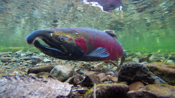 A picture of a Coho salmon