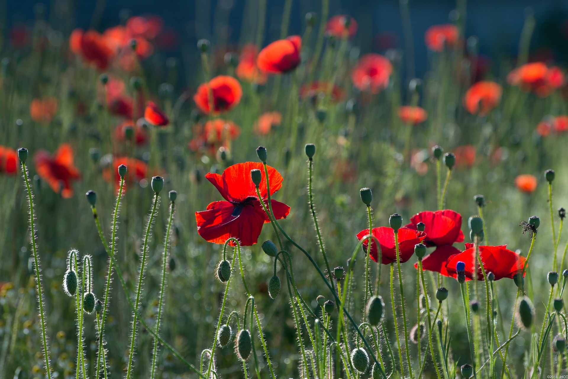 100 years of Remembrance