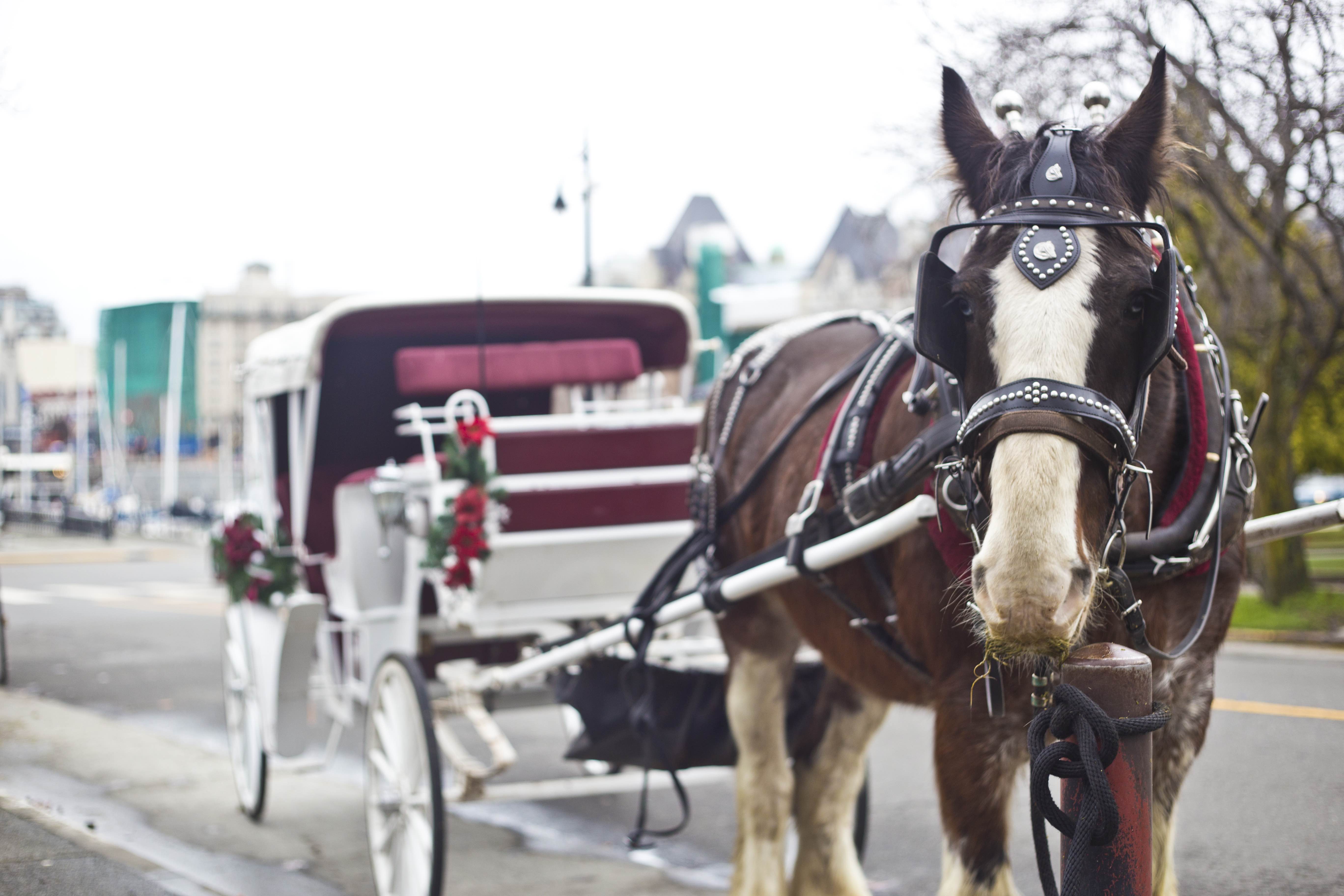 Victoria’s horse and buggy industry really isn’t so bad