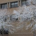 winter break, snow frosted trees
