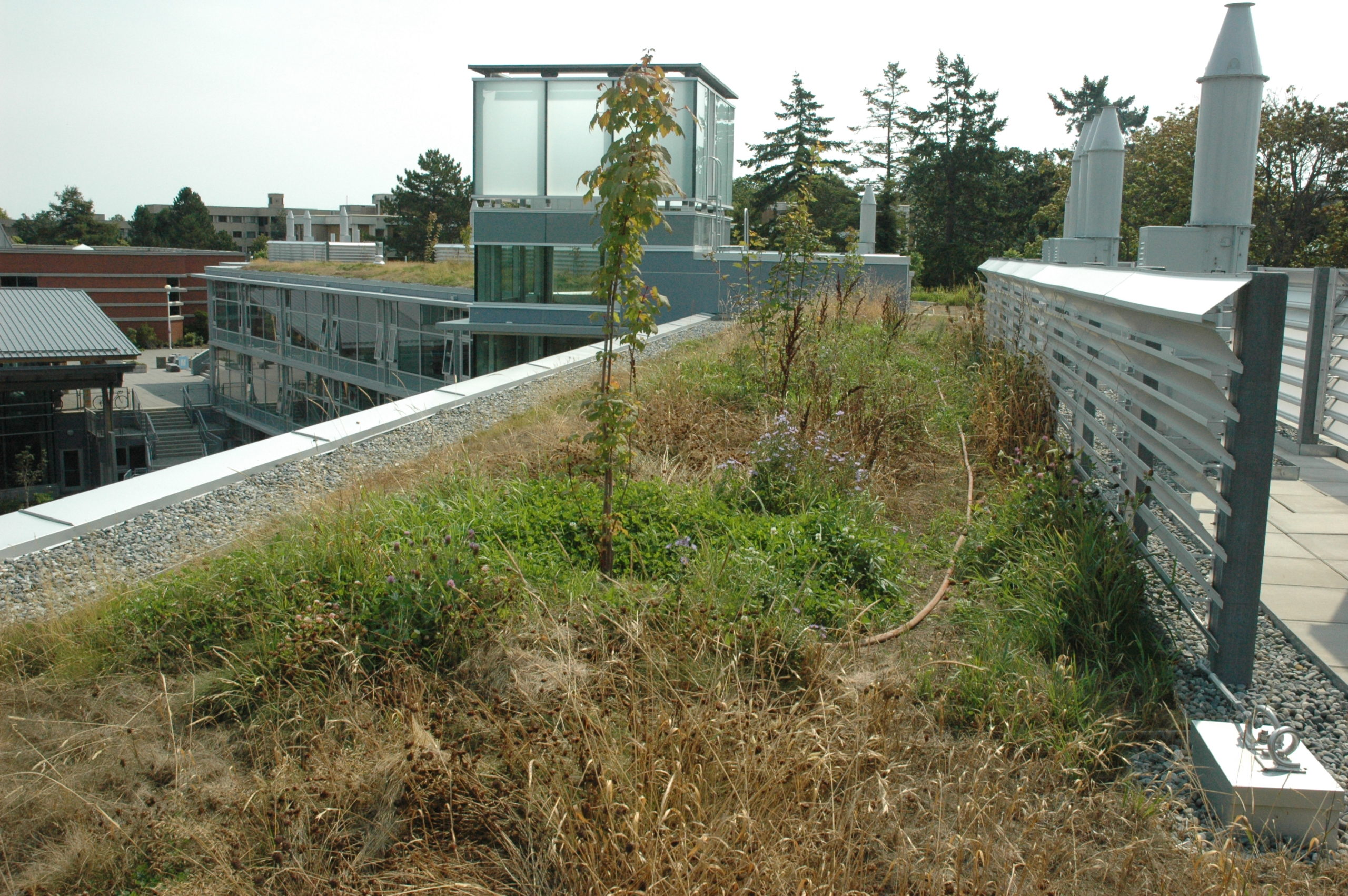 Students attempt to convert David Turpin Building’s green roof into growing space