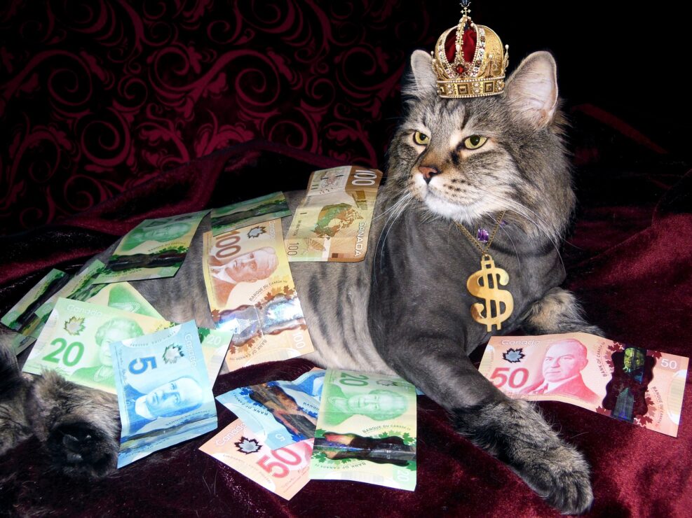 tax the rich, rich cat stock image