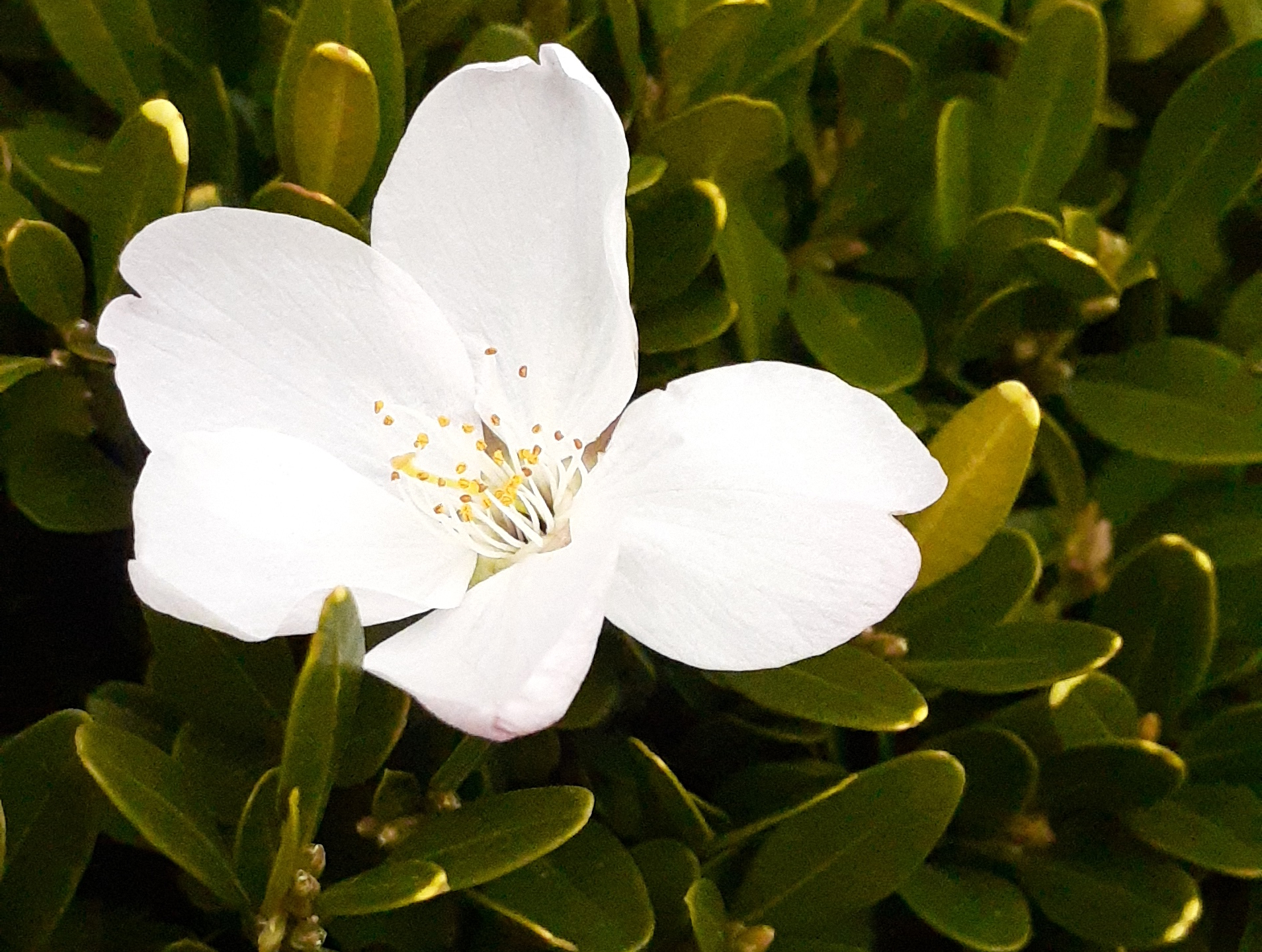 A white flower, photo by Sie Douglas-Fish.