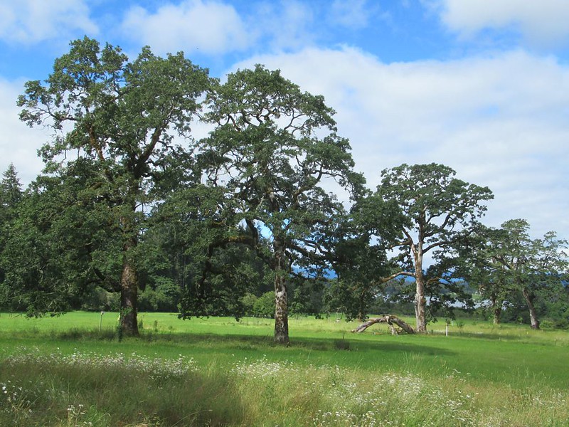 What you should know about Garry oak savannas in Victoria