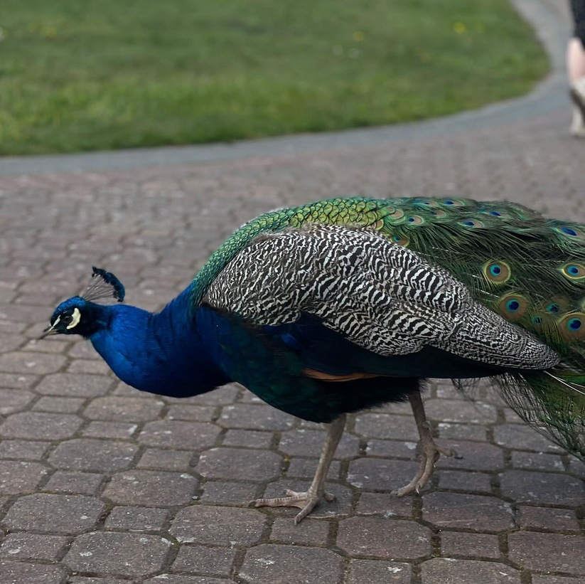 UVic peacock