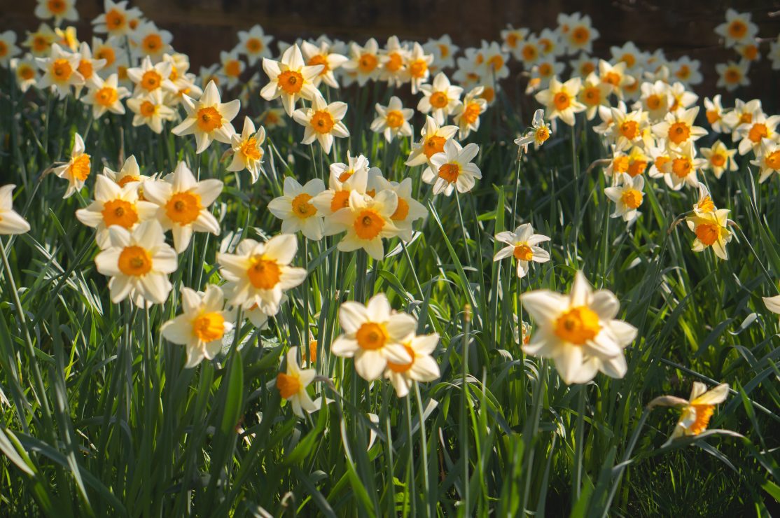 A photo of bloomed daffodils, photo by Eilis Garvey via Unsplash.