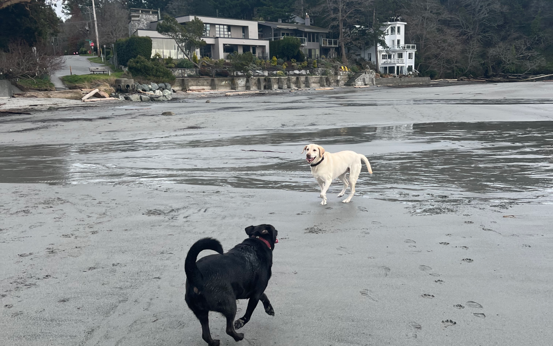 The best dog-friendly beaches and parks in Greater Victoria