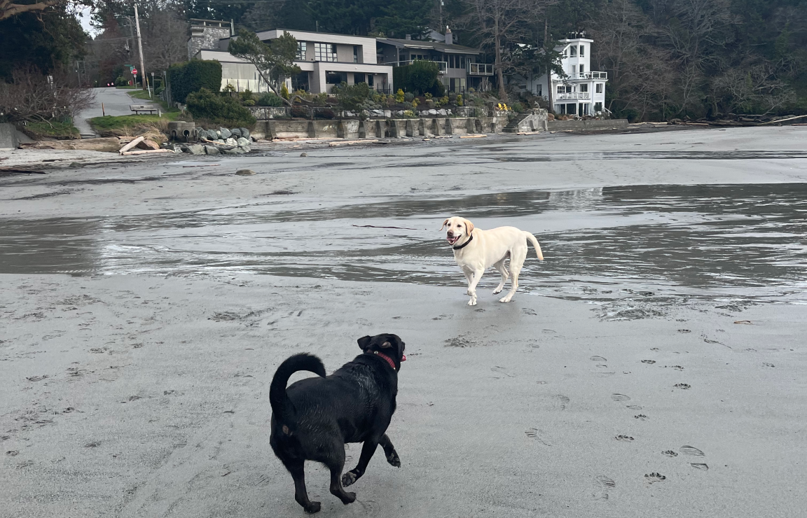 Dogs at Cadboro Bay, photo by Kiera Clark.