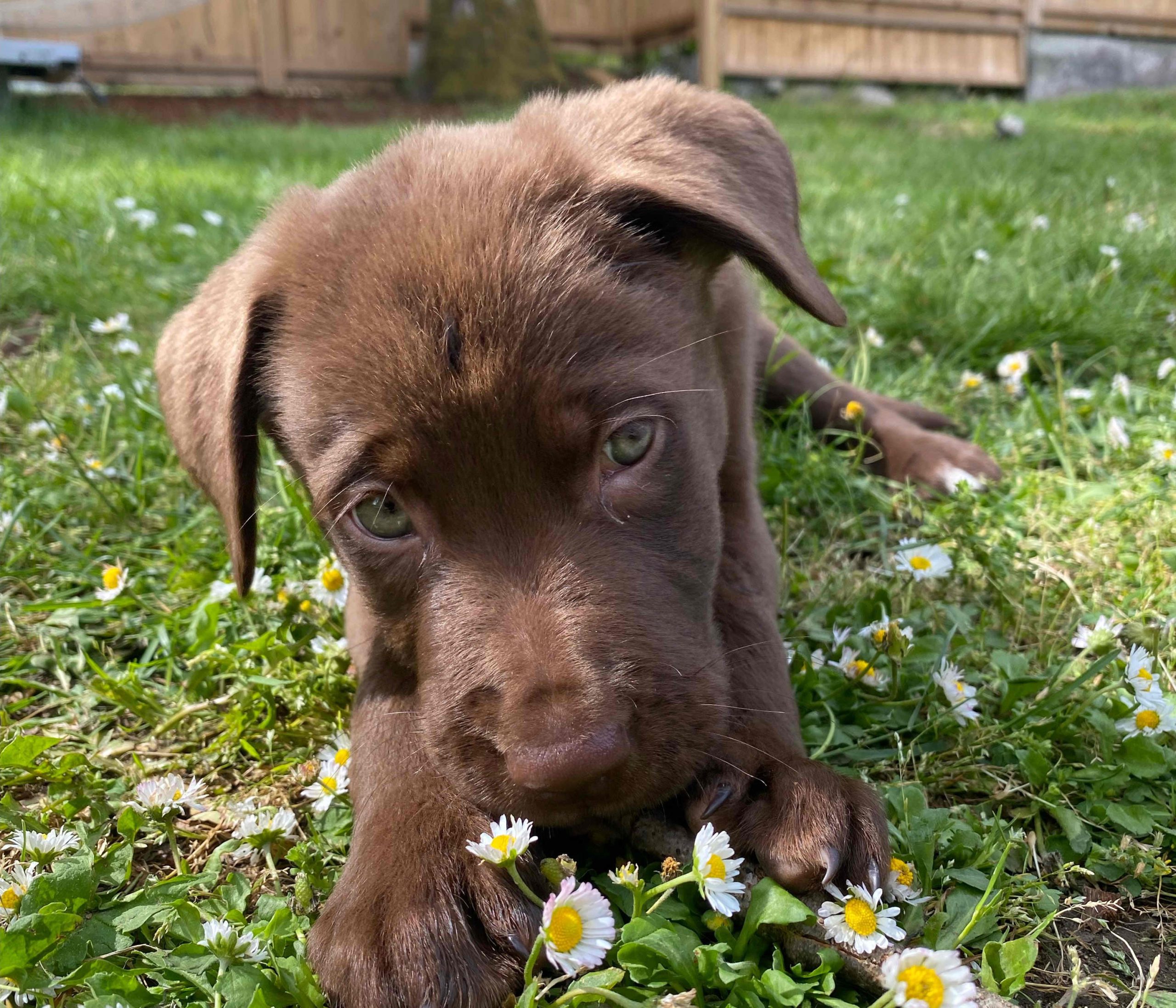 A brown puppy in the grass. Photo by Anna Alva.