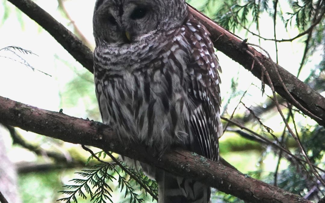Employee urges caution after owl encounter on  UVic campus