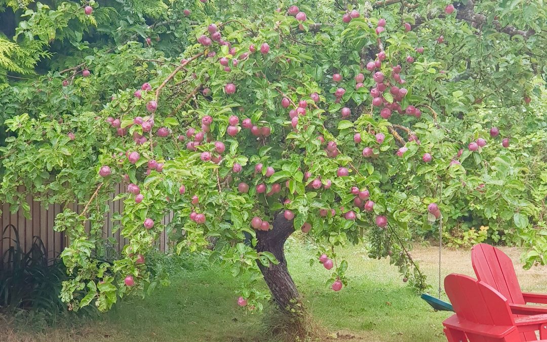 Local backyard fruit harvest initiative returns after near-closure