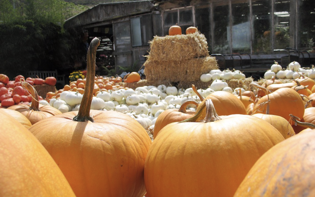 Six Halloween events happening around Victoria this October