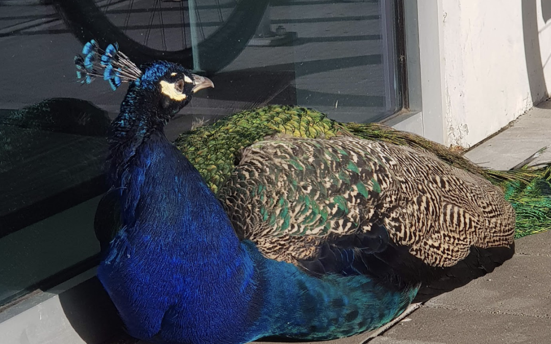 What’s that animal on campus?