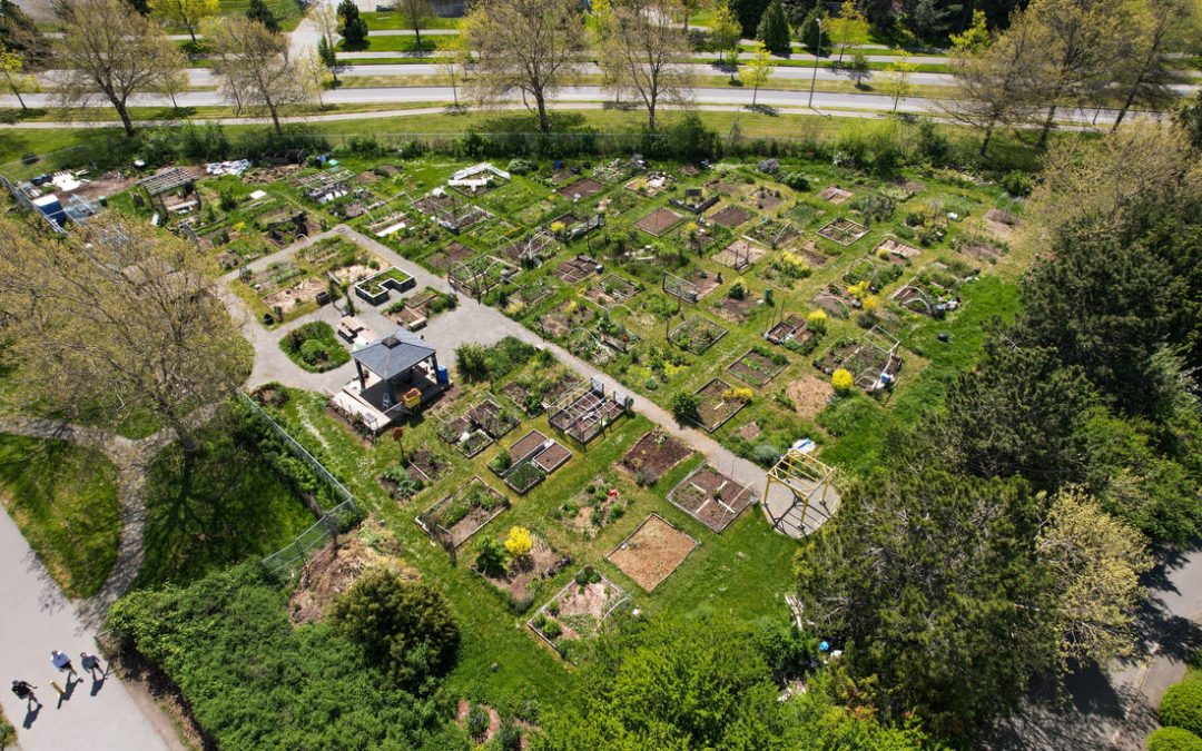 Grow your green thumb at UVic’s Campus Community Gardens