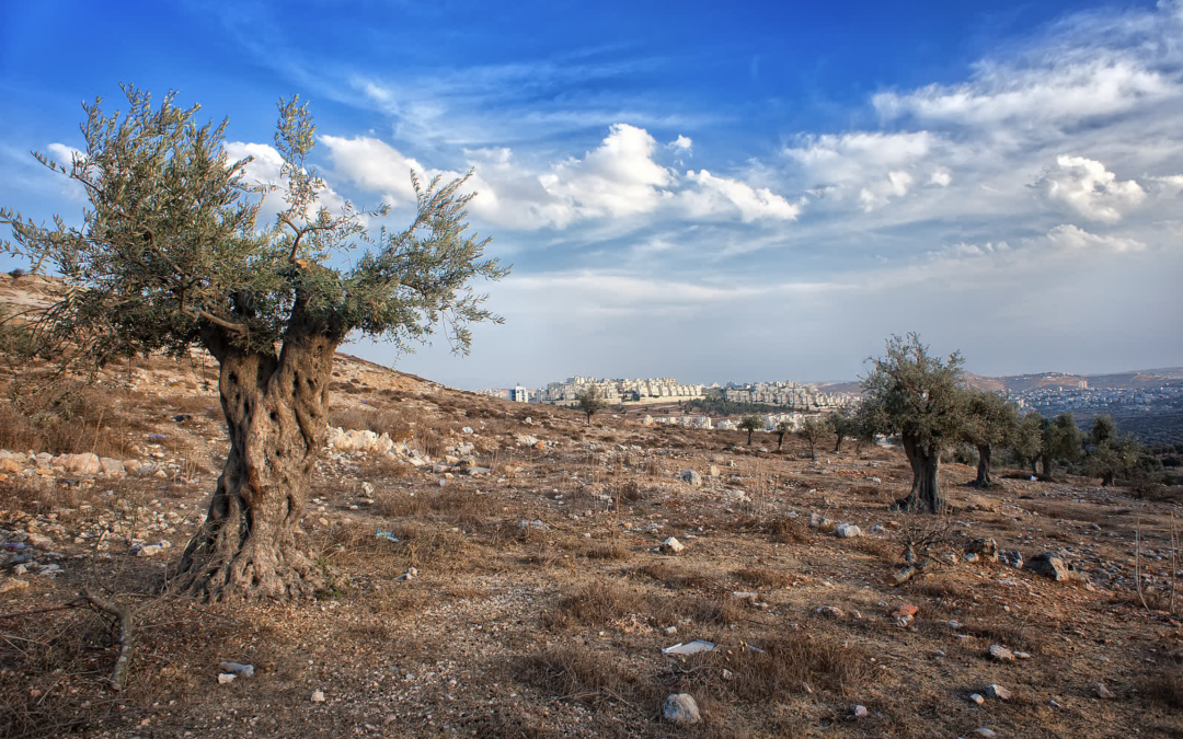 UVic student spends olive harvest season in West Bank in show of solidarity