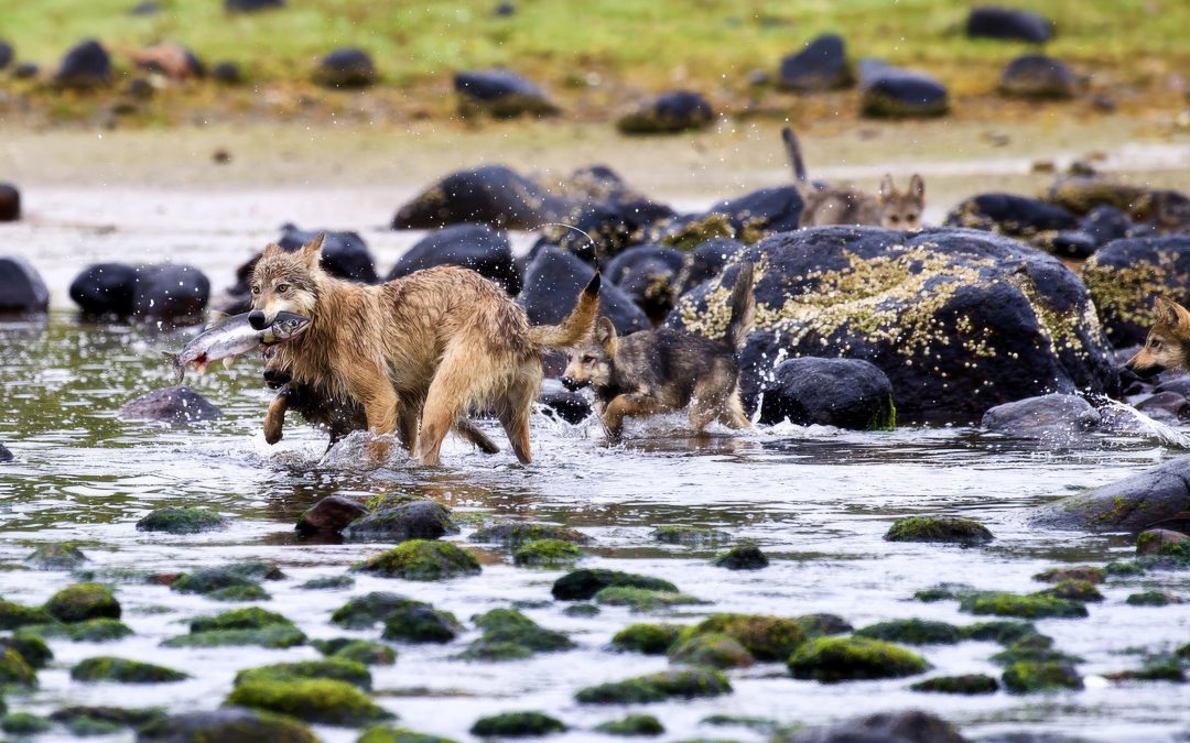 New study co-authored by UVic professor may show the first potential tool use in wolves