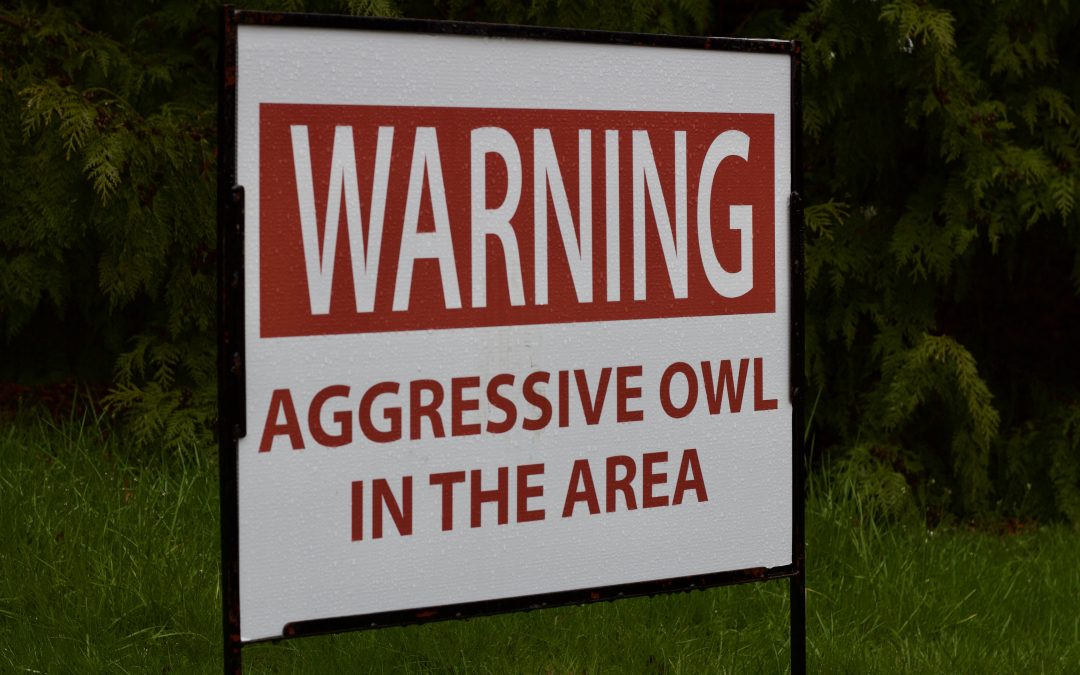 At least two attacked on campus in February by aggressive owl