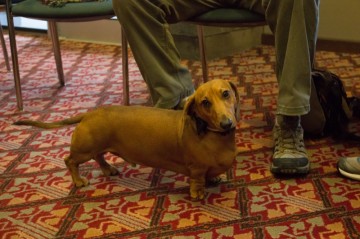 Dogs help alleviate students’ stress