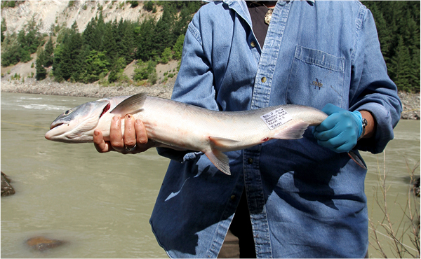 Morton versus the Department of Fisheries and Oceans