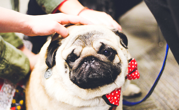 De-stress fest: a sure-fire way to stress less