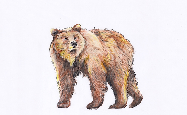 Low salmon returns make for hormonal bears