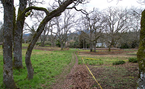 Garry Oak Restoration Project strives to preserve Garry oak ecosystems