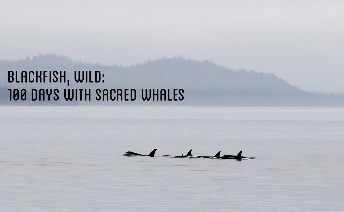 Blackfish, wild: 100 days with sacred whales