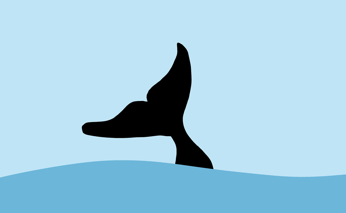 MP petitions government to save orcas