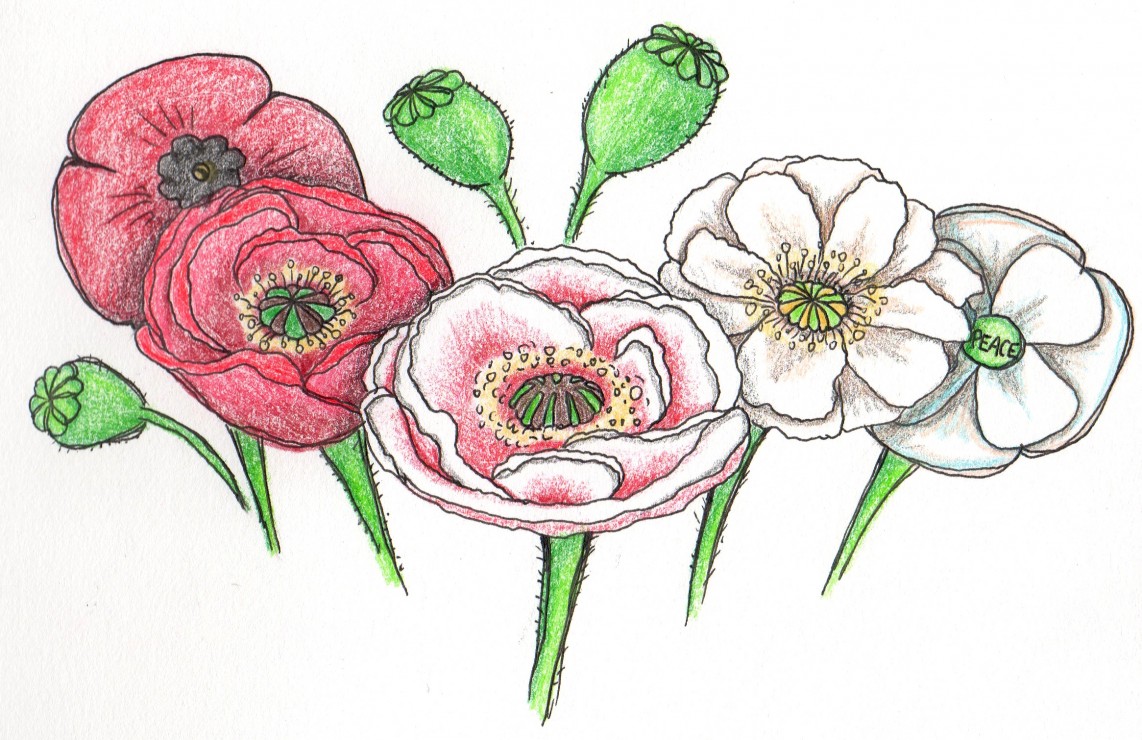 Illustration by Alwyn Rutherford