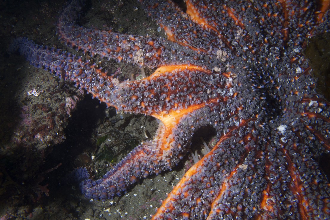 SPO - Sea Star Feb 19