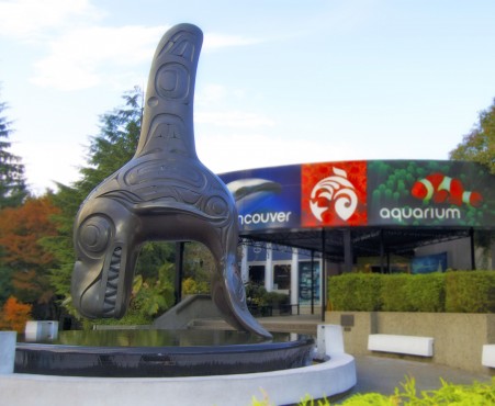 While Marineland continues to hold captive belugas, the Vancouver Aquarium has officially ended the import of cetaceans (whales dolphins, and porpoises), in response to a growing change in public opinion regarding cetacean captivity. Photo by Kristi Wilson via Vancouver Aquarium