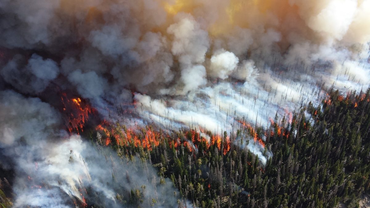 Fire in BC through forest