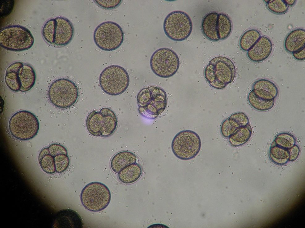 microscopic stock image, science journalism oped