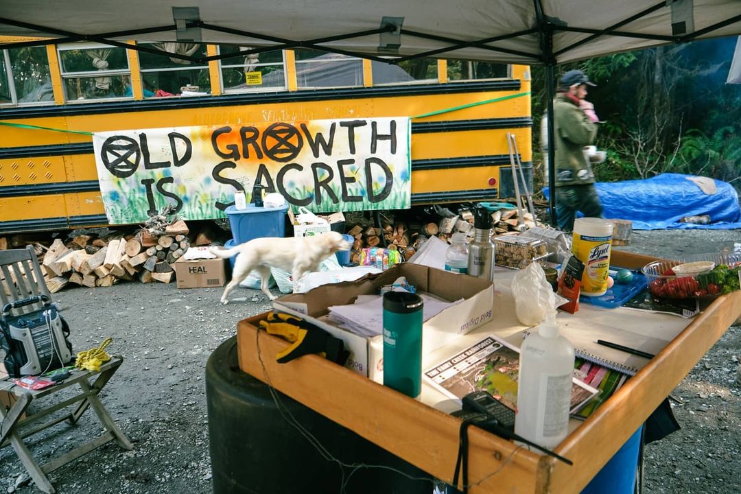 old growth is sacred bus fairy creek