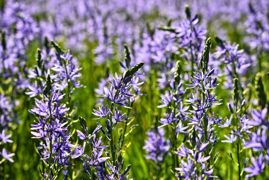 Kwetlal (camas), photo by Mabel Amber via Pixabay.