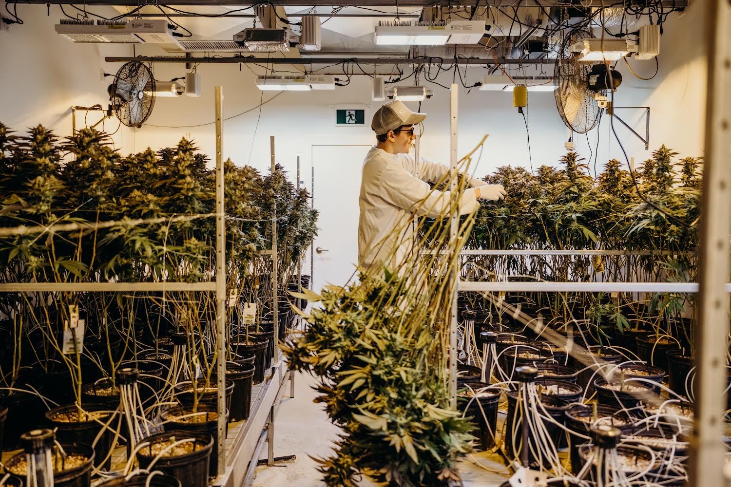 Cannabis gardener