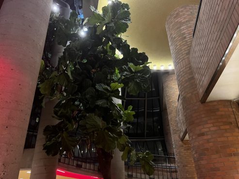 Capitol 6 fig tree, photo by Atum Beckett.