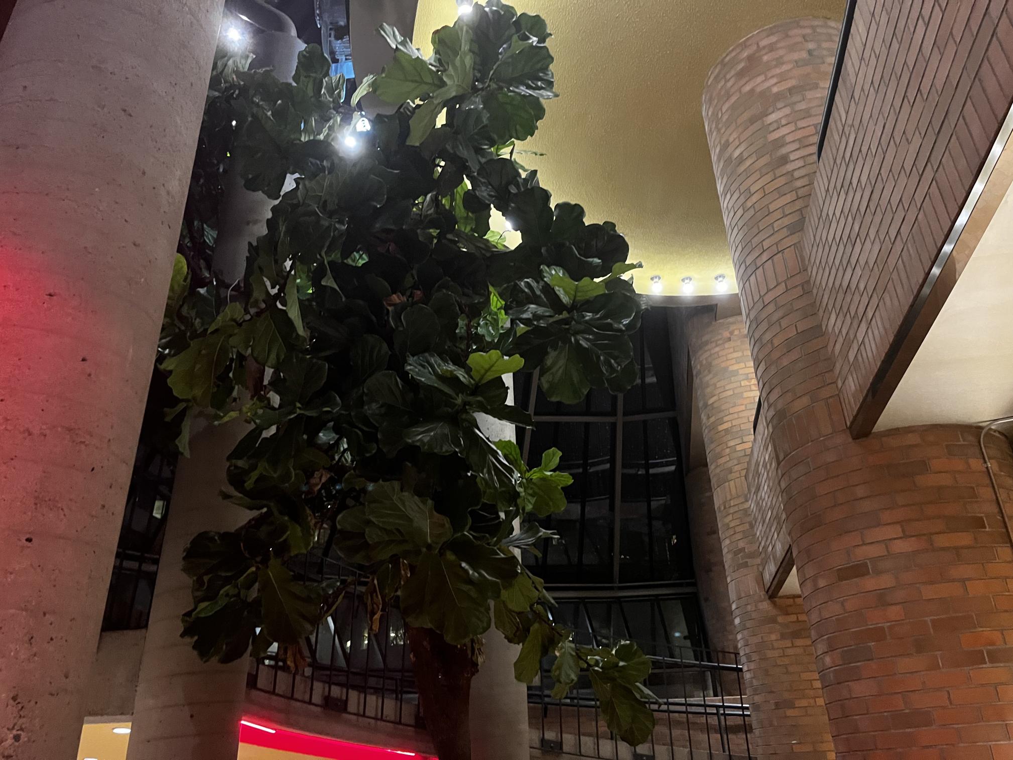 Capitol 6 fig tree, photo by Atum Beckett.