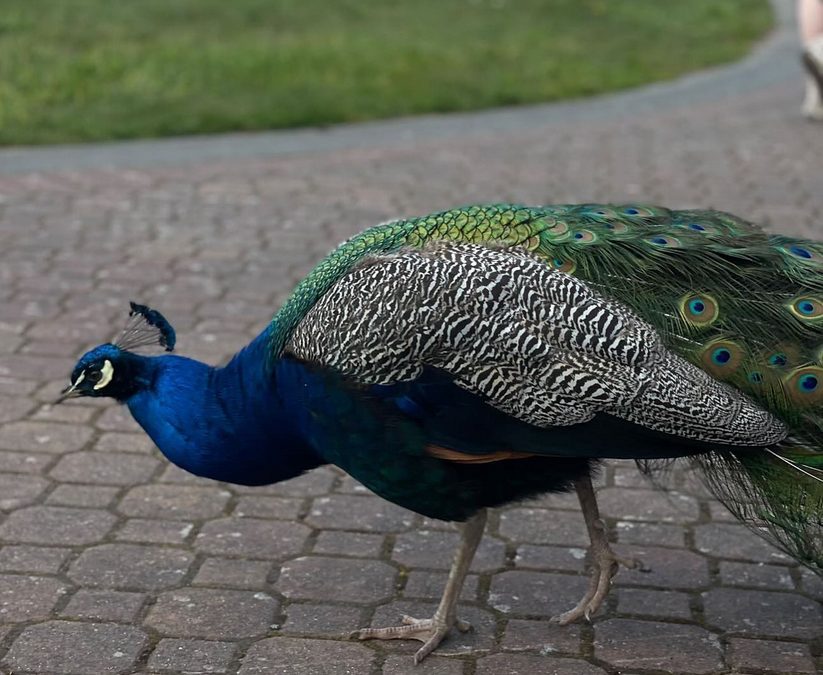 ​Students flock to Instagram to follow the beloved UVic peacock 