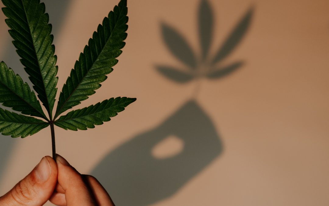 Cannabis consumption spaces yield mixed reviews from British Columbians