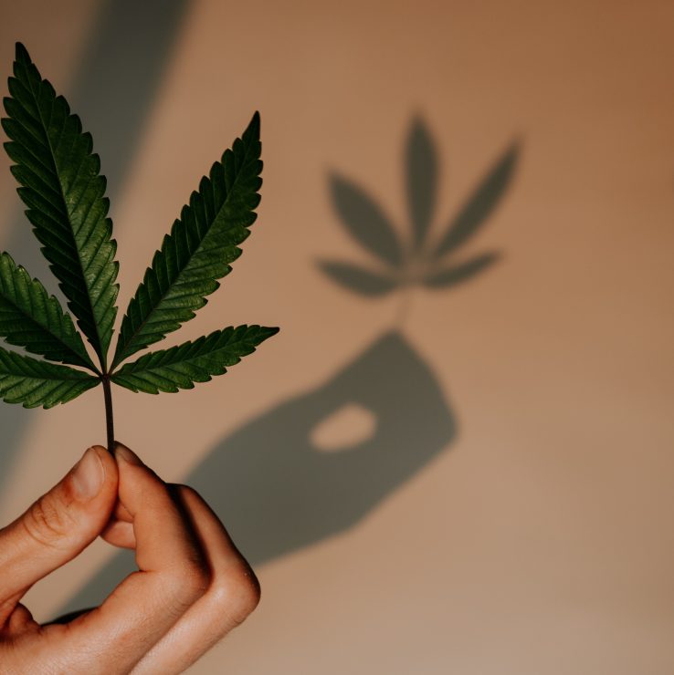 Cannabis