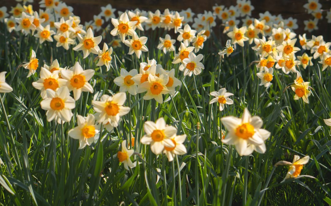 The pros and cons of spring