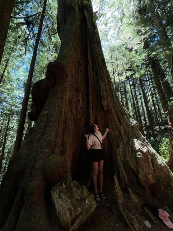 Old Growth Strategic Review