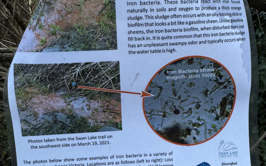 A brief history of Swan Lake Nature Sanctuary